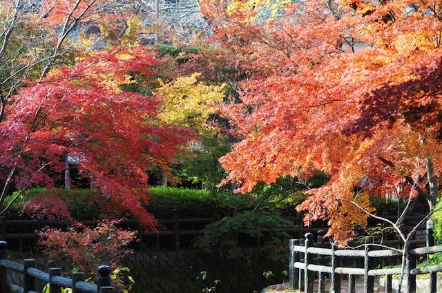 【和歌山】まもなく見頃！紅葉を眺めながらお散歩ができる「根來寺」