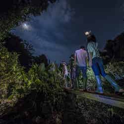 那覇から車で30分、夜の沖縄ジャングルツアー「ウワーガージャングル」で冒険の旅へ／画像提供：南都