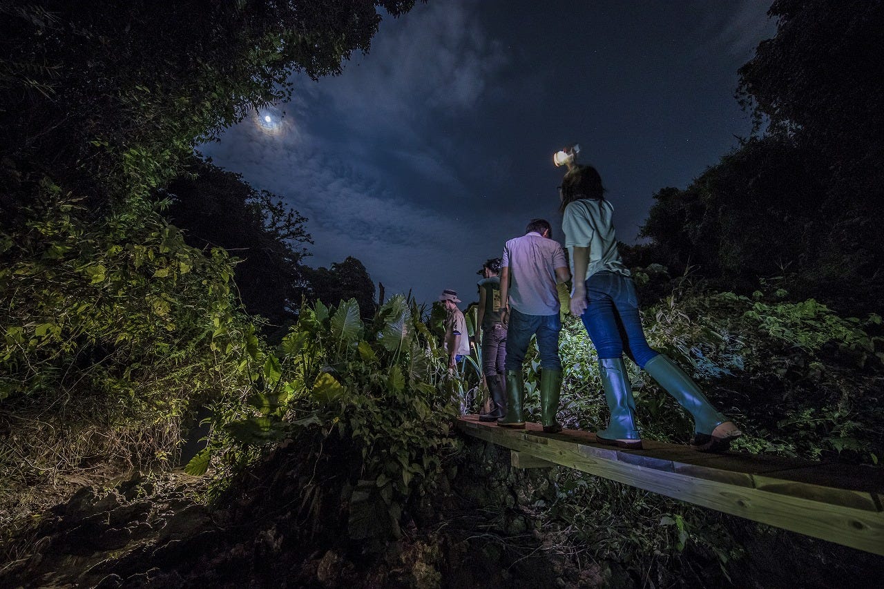 那覇から車で30分、夜の沖縄ジャングルツアー「ウワーガージャングル」で冒険の旅へ