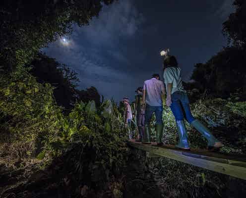 那覇から車で30分、夜の沖縄ジャングルツアー「ウワーガージャングル」で冒険の旅へ