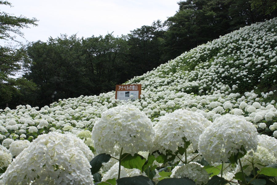 パクチーフェス2018