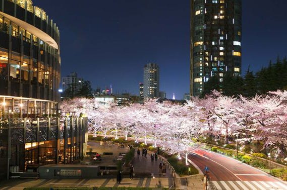 東京ミッドタウンで桜ライトアップ、200m続く幻想的な“夜桜並木”
