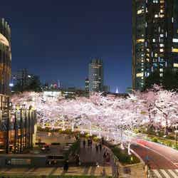 桜ライトアップ(過去の様子)/画像提供:東京ミッドタウンマネジメント