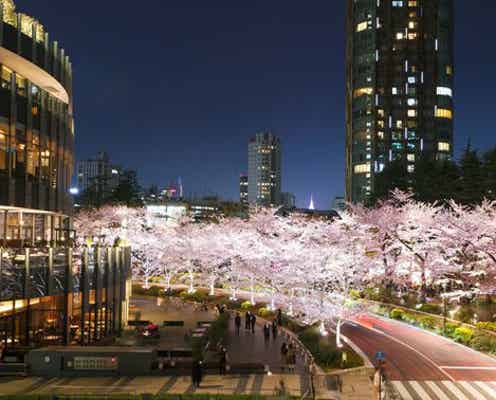 東京ミッドタウンで桜ライトアップ、200m続く幻想的な“夜桜並木”