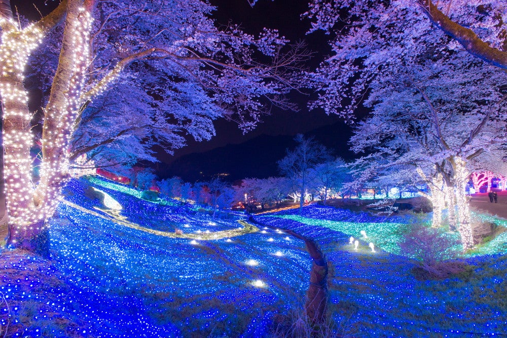 さがみ湖桜まつり／画像提供：富士急行