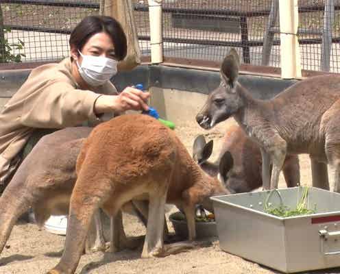 嵐・相葉雅紀「志村どうぶつ園」ロケ以来12年ぶり訪問で数々の奇跡