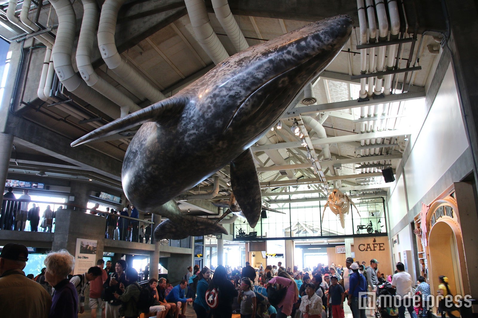「モントレーベイ水族館」（C）モデルプレス