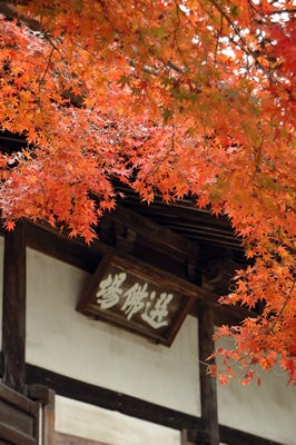 秋の鎌倉で癒し＆開運を！　女友だちや彼と行きたい鎌倉オススメスポット