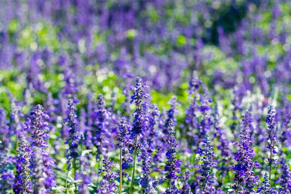 虹の花まつり／画像提供：富士急行