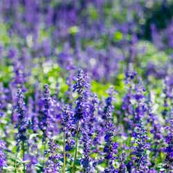 虹の花まつり/画像提供:富士急行