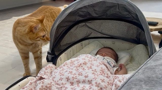 赤ちゃんと対面した猫に父性が芽生えた！？「赤ちゃんを見守る姿が可愛い」