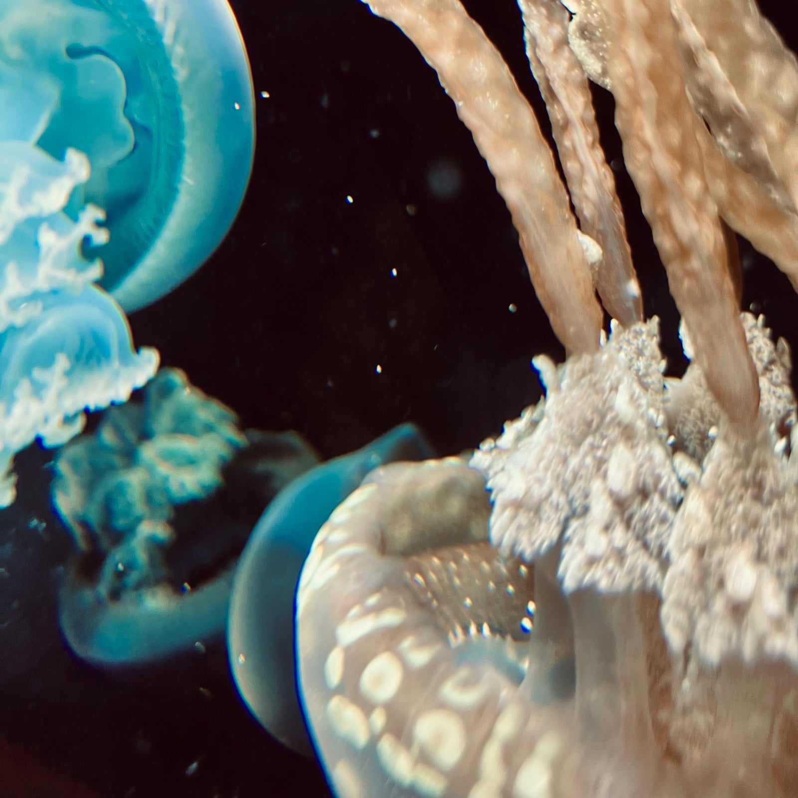 Have a Nice Day!「メビウス」ジャケット写真（提供写真）