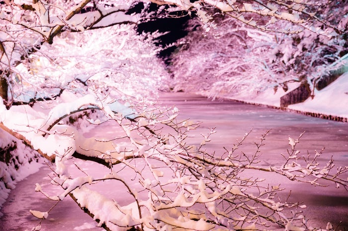 冬に咲くさくらライトアップ／画像提供：米山竜一