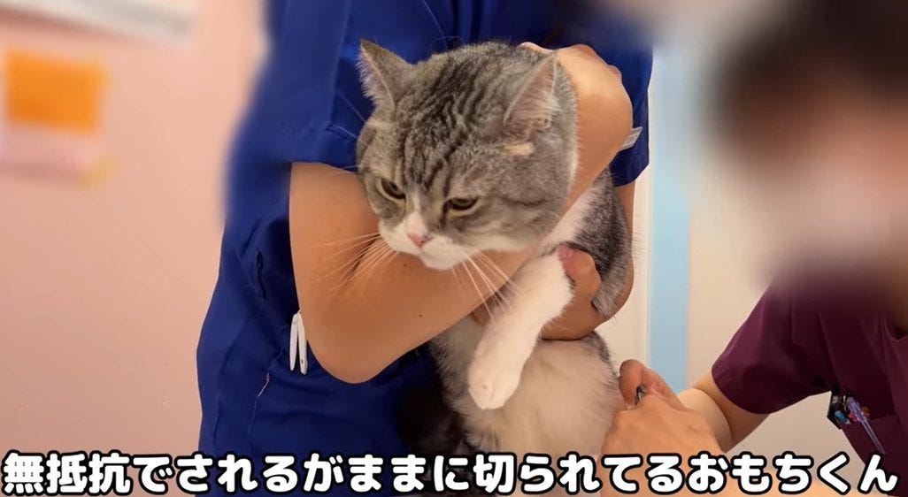 【はなまる】もちまるが病院で検査!!気になる腎臓の数値は!?【大活躍】
