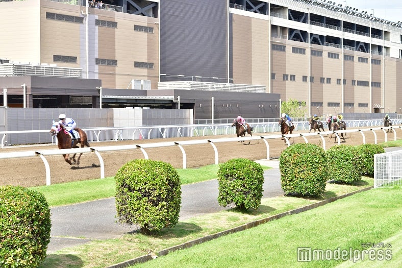 間近で馬が颯爽と走る姿は迫力満点