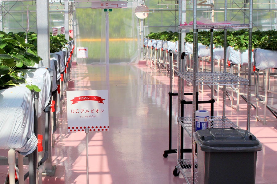 東京ストロベリーパーク ハウス