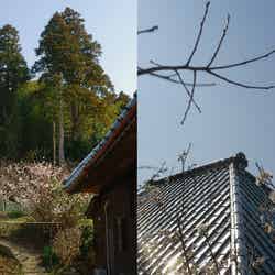 季舟庵/画像提供:TOMODACHI.Ltd