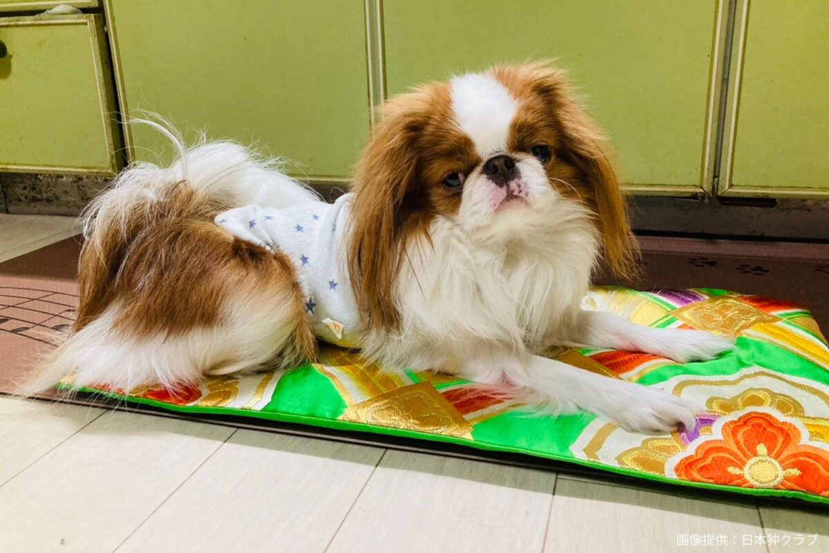 日本の国犬、「柴犬ではない」と判明 正解の「狆」回答できたの