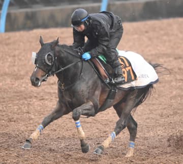 【スプリングS】クレパスキュラー 無傷の3連勝でタイトル奪取だ！ 栗田師は納得のようす「前走以上に踏み込んだ調整ができている」