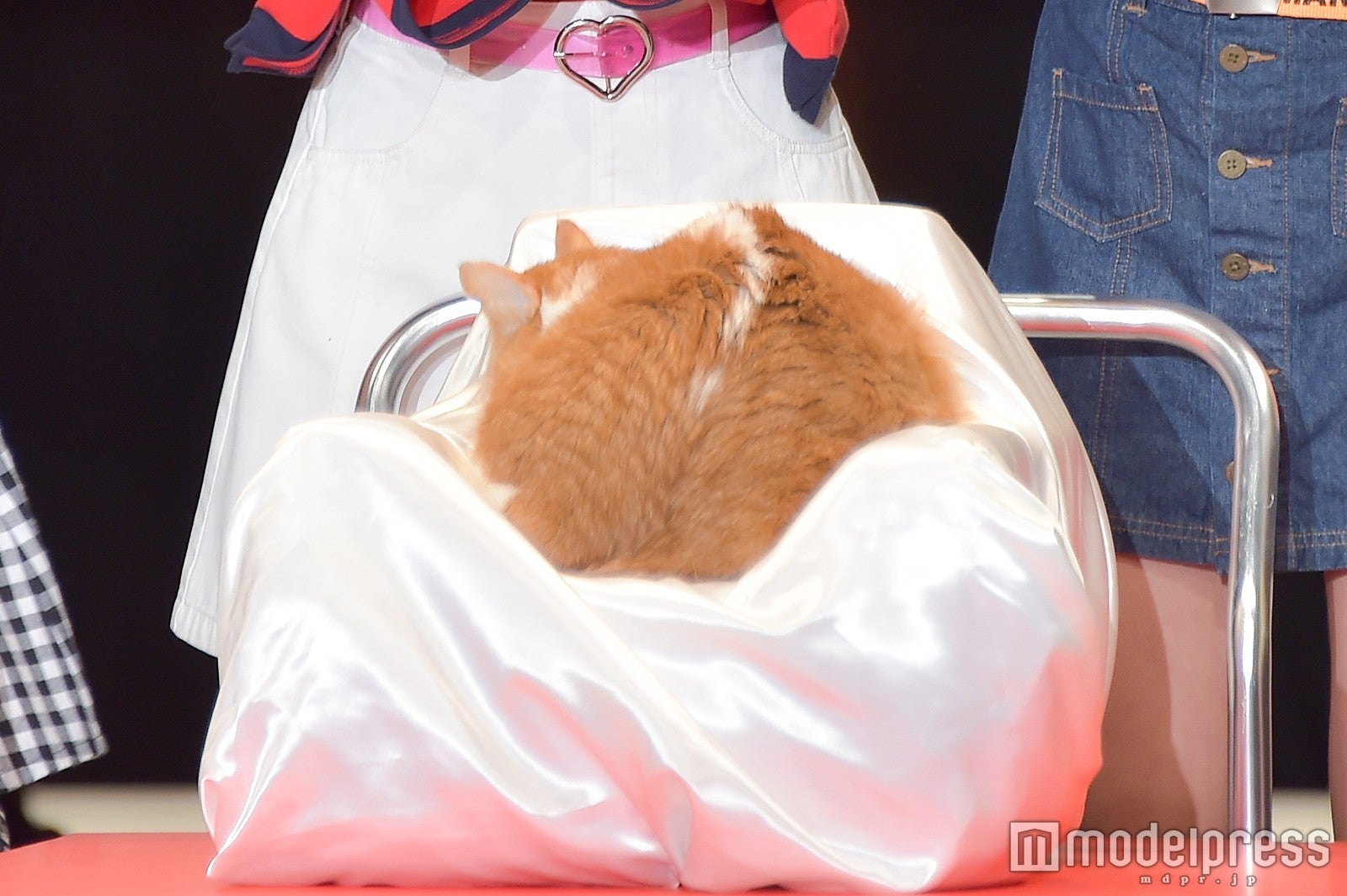 歓声の大きさにビックリしたのか後ろを向くふてにゃん （C）モデルプレス