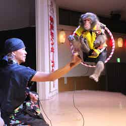 モンキーショー/画像提供:イルミナージュ事務局