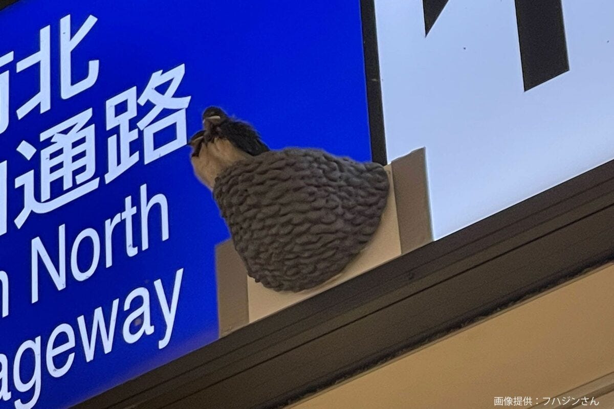 立川駅のツバメ
