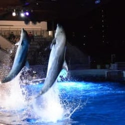 昼間とは違うレア感が楽しめる♡ 水族館の期間限定ナイトイベントをチェック