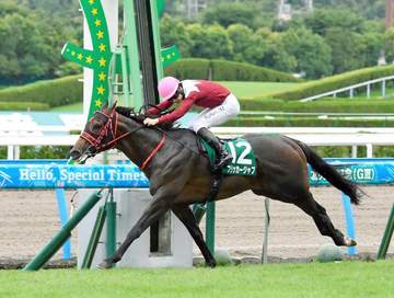 フリッカージャブ 今後はセントウルSからスプリンターズSを目指す
