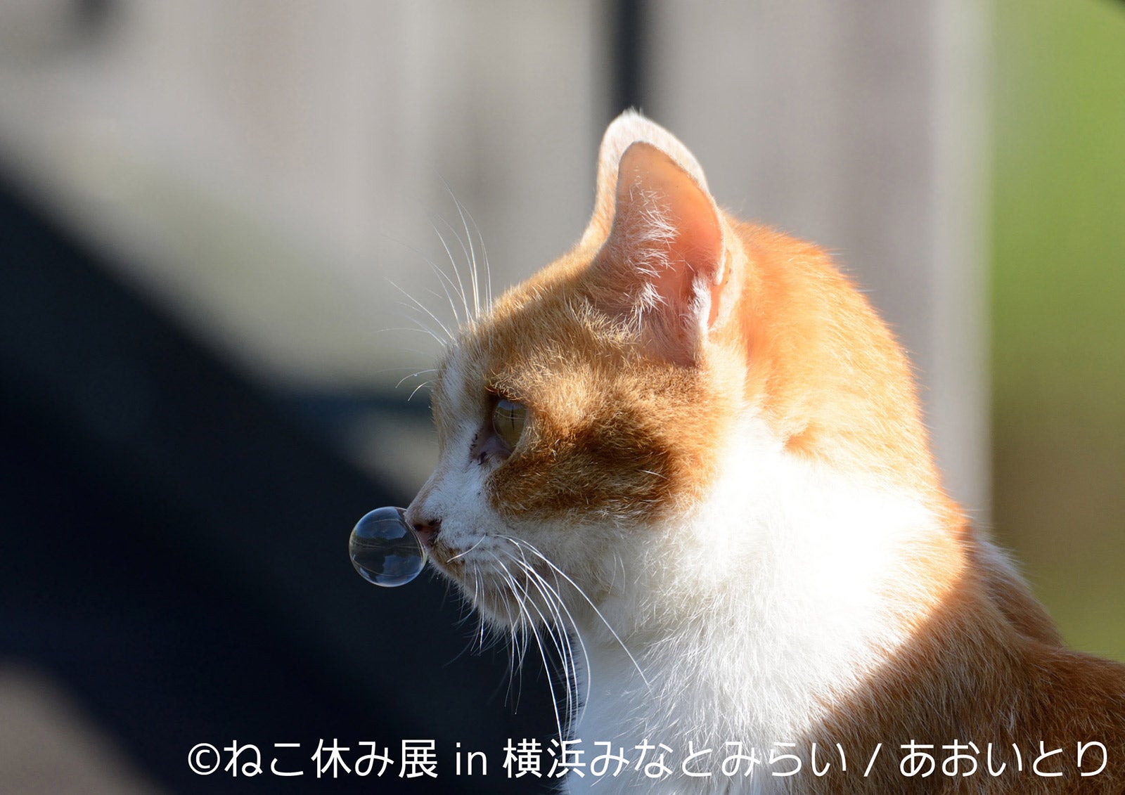 ねこ休み展／画像提供：株式会社BACON