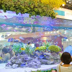 14トンの大迫力水槽が登場した「沖縄観光コンベンションビューロー」