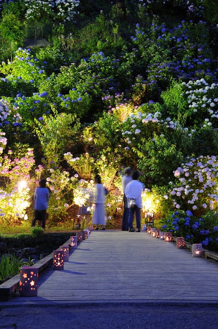 小田原城本丸東堀・花菖蒲園のライトアップ／画像提供：（一社）小田原市観光協会