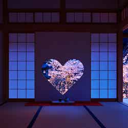 京都「正寿院」の夜桜ライトアップが幻想的　初の一般公開へ／画像提供：正寿院