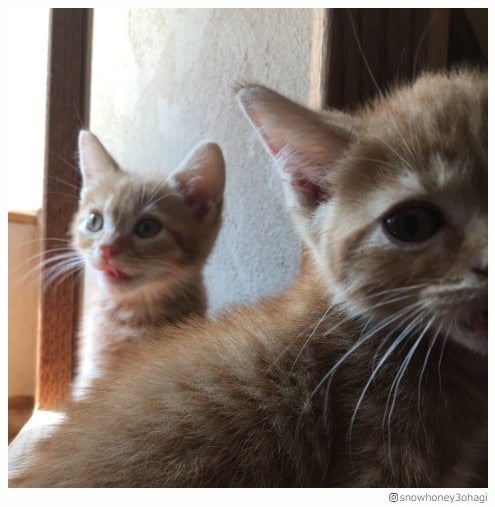 石田ゆり子、新たに開設したインスタグラムが「毎日の癒し」と話題に　2日でフォロワー数30万人突破