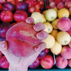 フルーツ/画像提供:所属事務所