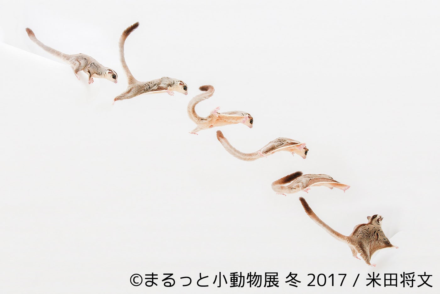 「まるっと小動物展 冬 2017」／画像提供：株式会社BACON