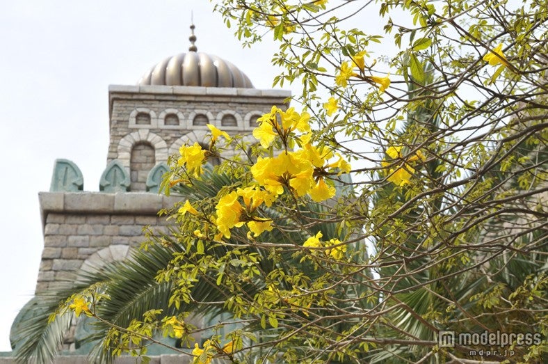 コガネノウゼン（4月下旬～5月上旬）／ディズニシー・アラビアンコースト「シンドバッド・ストーリーブック・ヴォヤッジ」付近／（C）Disney