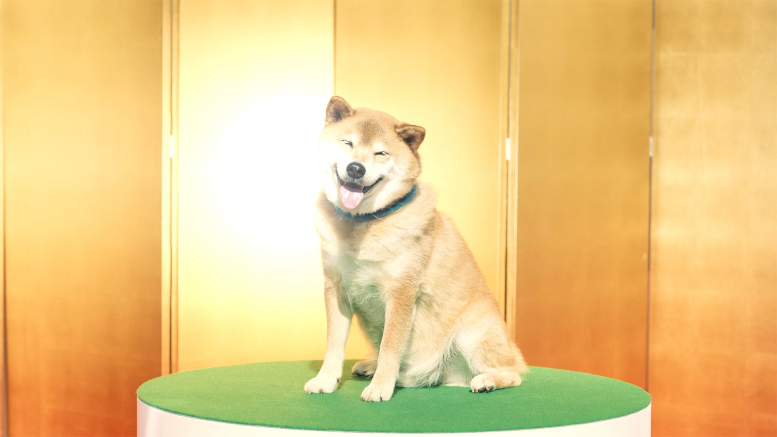 新TVCM「柴犬まる」篇（提供画像）