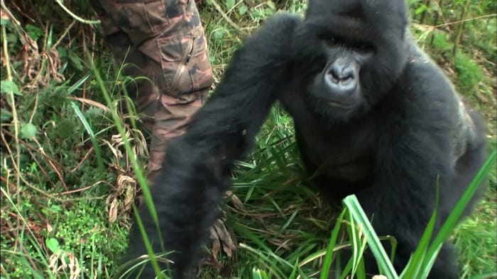 マウンテンゴリラ(C)日本テレビ