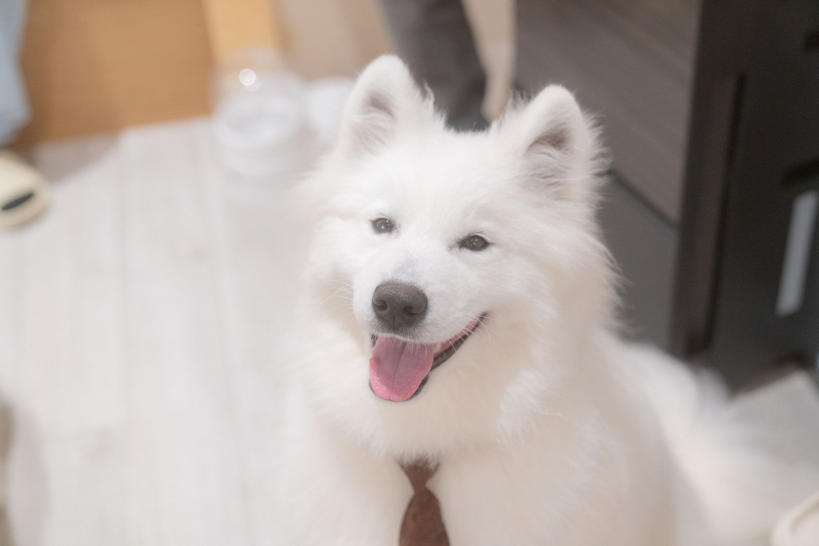Samoyed Lounge moffu／提供画像