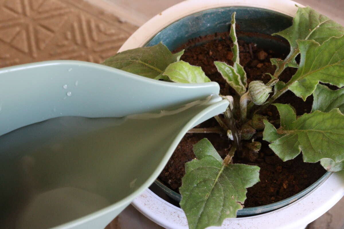 ダイソーのスリム水差しは水やりのコントロールをしやすい