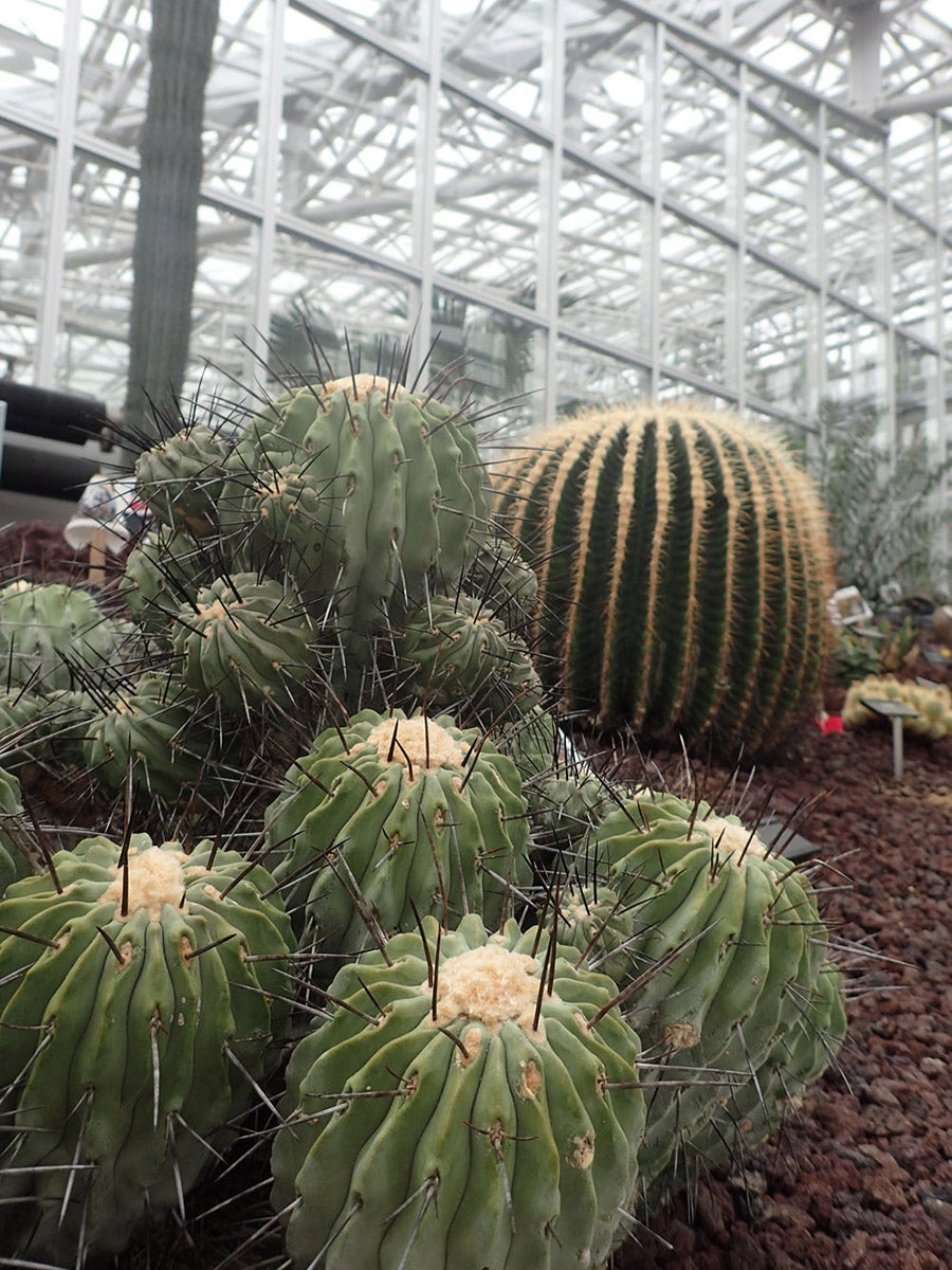 神代植物公園