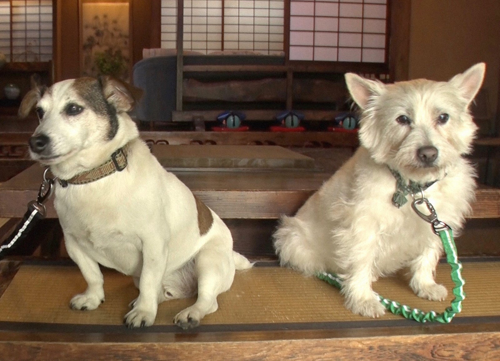「温泉もふもふ」に登場するワンコたち （C）NHK
