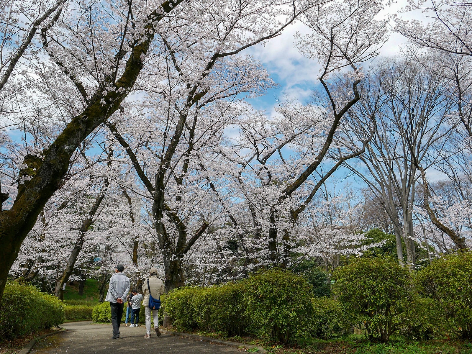 自然豊かな三ツ沢公園がある神奈川区