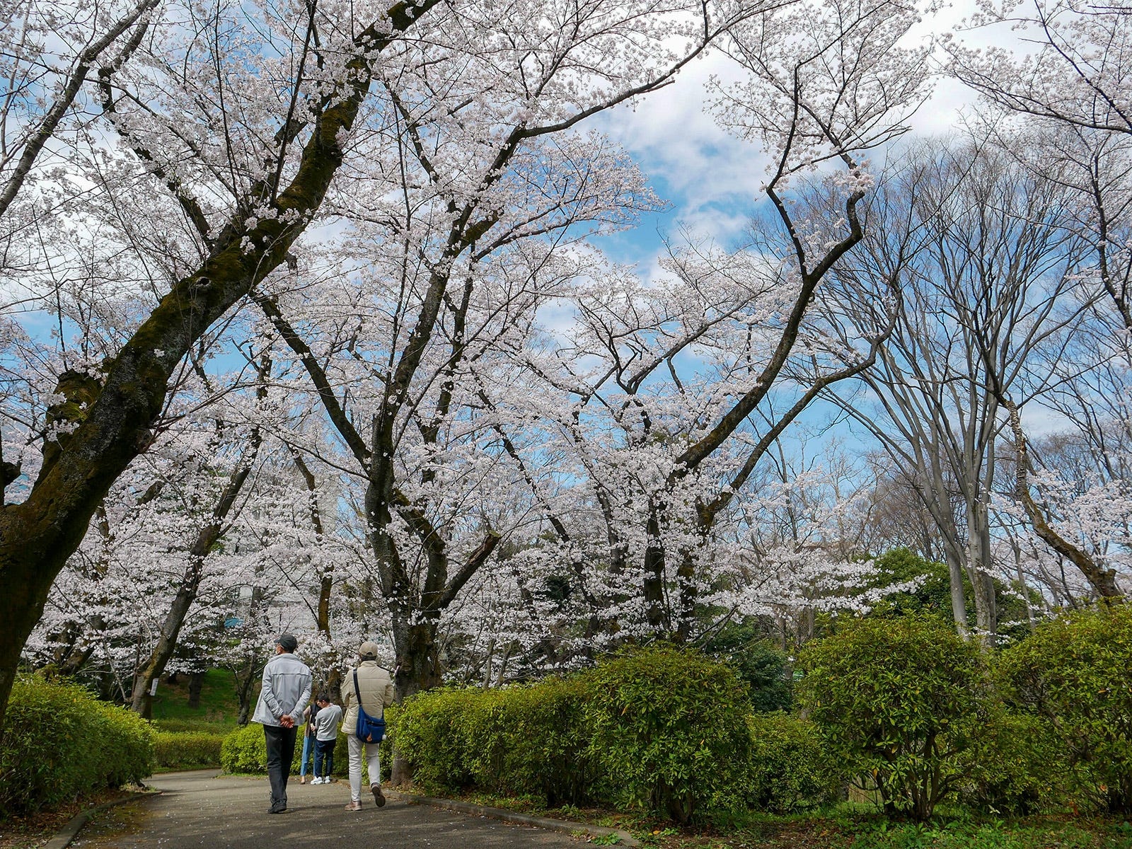 自然豊かな三ツ沢公園がある神奈川区