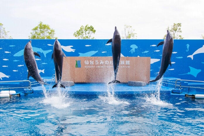 「うみの杜スタジアム」ではイルカ・アシカ・バードのパフォーマンス「STADIUM LIVE」を見られます