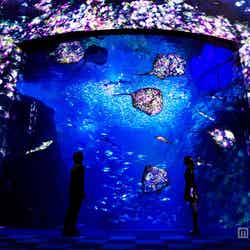 新江ノ島水族館、夜のアート空間がクリスマスバーションに／画像提供：新江ノ島水族館【モデルプレス】