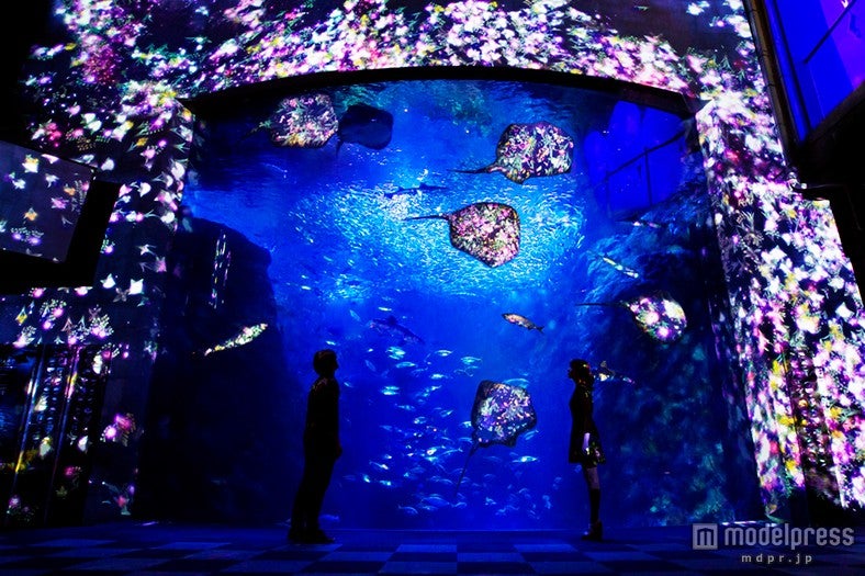 新江ノ島水族館、夜のアート空間がクリスマスバーションに／画像提供：新江ノ島水族館【モデルプレス】