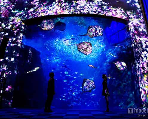 新江ノ島水族館、夜のアート空間がクリスマスバーションに