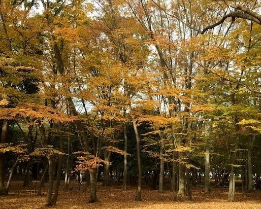 実りの秋は、キレイになるための食材がたくさん！