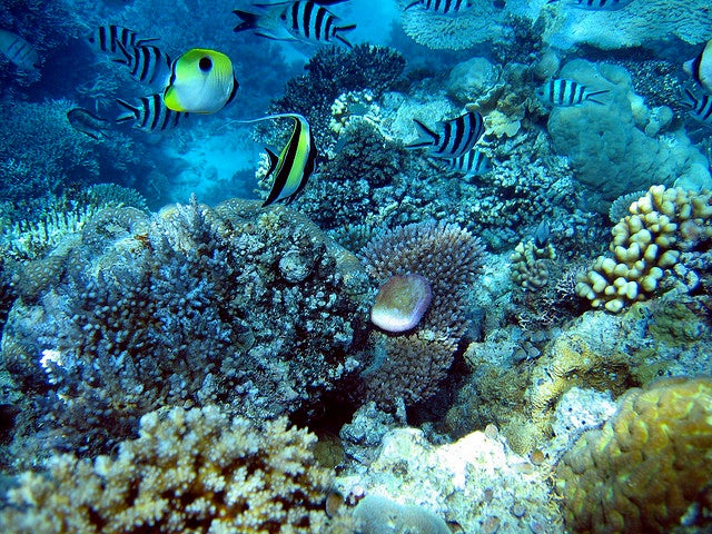 豊かなサンゴ礁／photo by Mads Boedker
